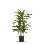 Fantin - Set 2 Piante Tropicale con Vaso
